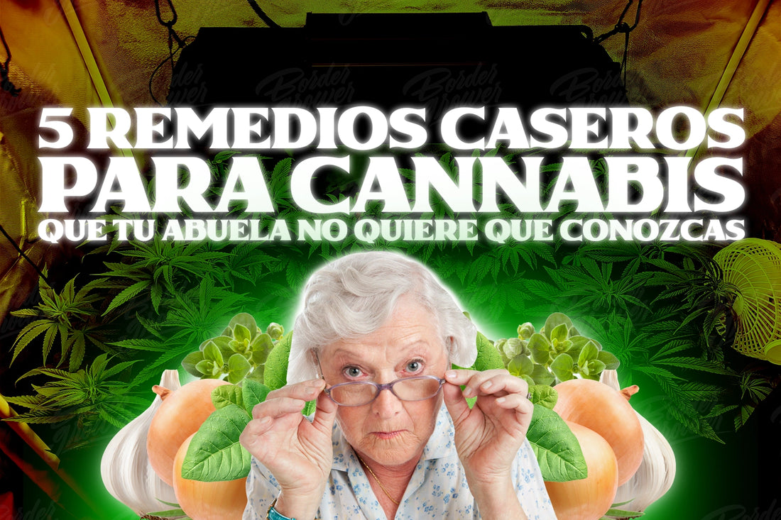 5 remedios caseros para las plagas mas comunes que atacan tu cultivo como fertilizar plantas de manera organica border grower