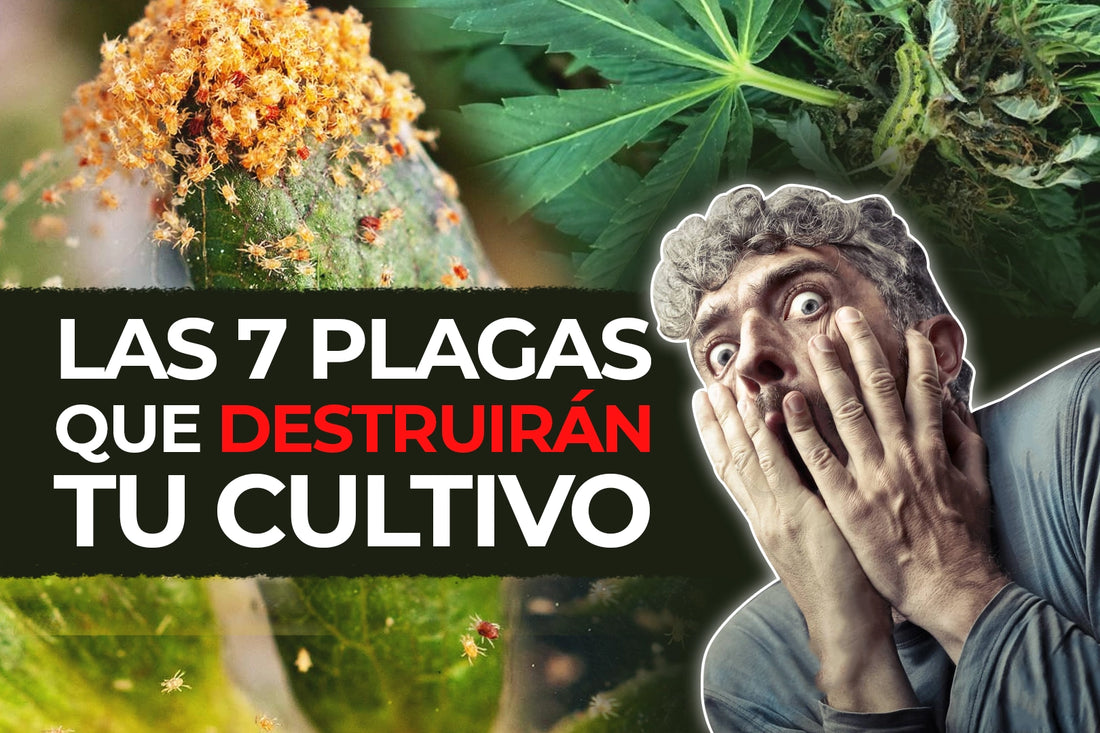 7 plagas que atacan tu cultivo aphids leafminers araña roja mosca blanca fungus gnats mildiu powdery mildew como controlar las plagas mas comunes border grower