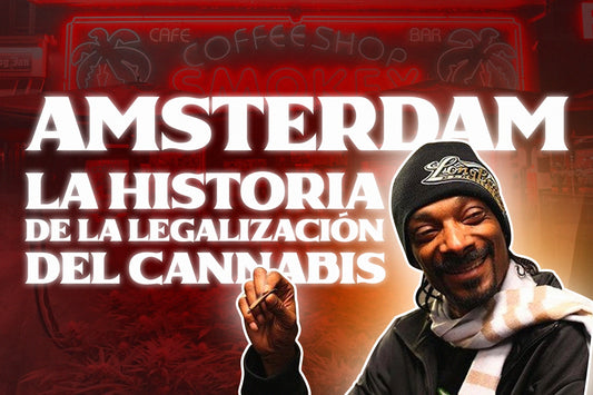 Amsterdam Cannabis la historia de la legalizacion del cannabis el panorama de la legalidad del cannabis en holanda lo que tienes que saber sobre las drogas legales en holanda amsterdam border grower