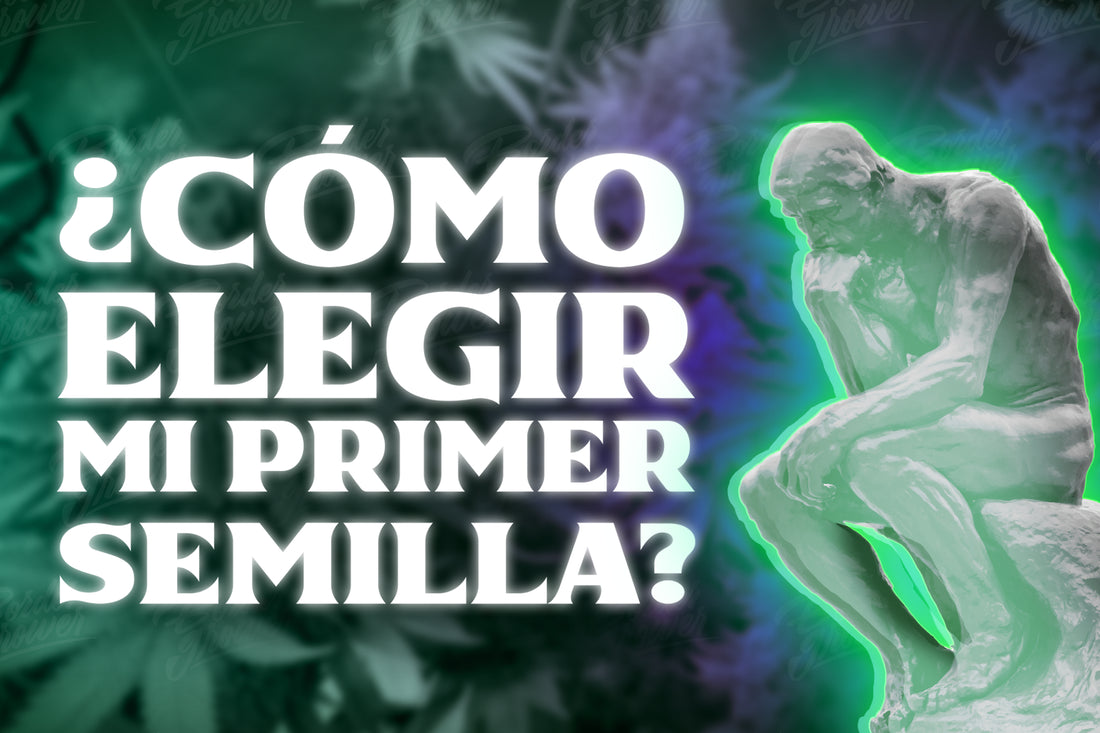 Como elegir que semilla de cannabis me conviene cultivar las mejores geneticas de marihuana para principiantes que necesito considerar cuando elija semillas border grower