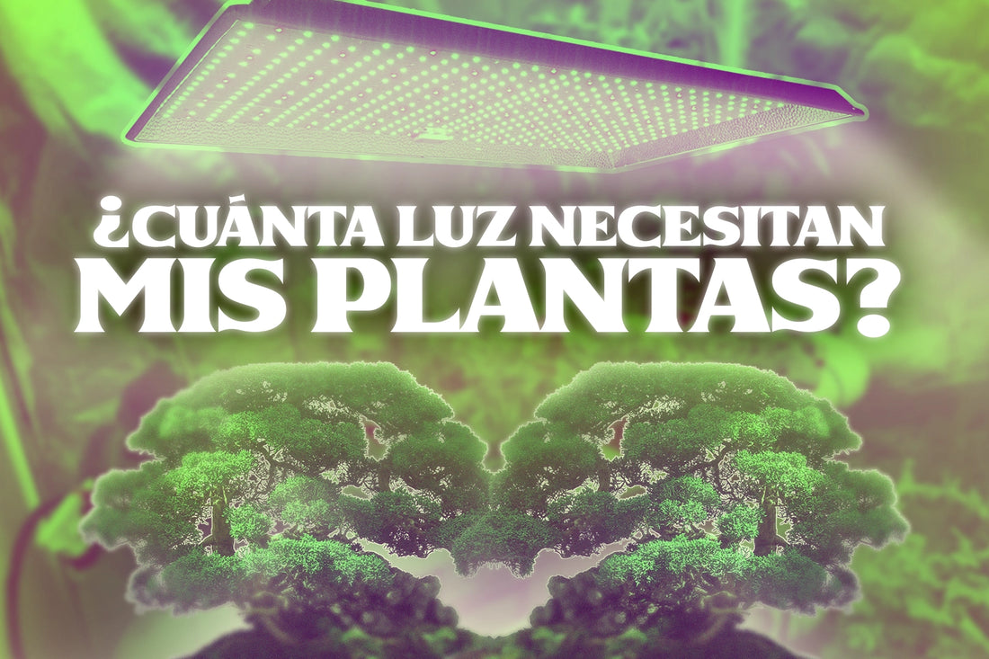 ¿Cuando luz necesitan mis plantas? Como medir correctamente la intensidad de la luz en tu cultivo
