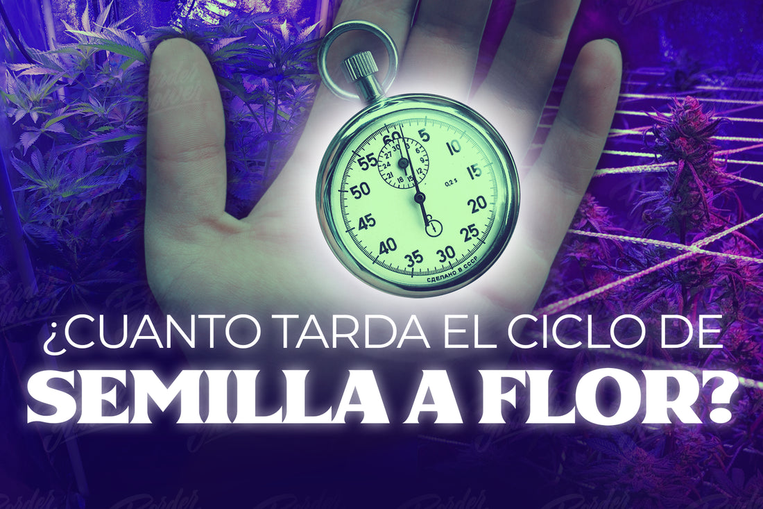 Cuanto tiempo tarda una planta de cannabis en terminar su ciclo vegetacion floracion ciclos de luz etapa de transicion cuanto tarda una planta de mota en estar lista border grower