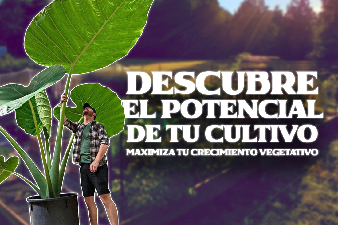 Desbloquea el potencial de tus plantas: los factores clave del crecimiento vegetativo