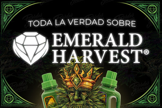 Emerald Harvest Son tu mejor opcion reseña de emerald harvest mexico king kola emerald goddess trio cali pro root wizard ph up ph down honey chome sturdy stalk