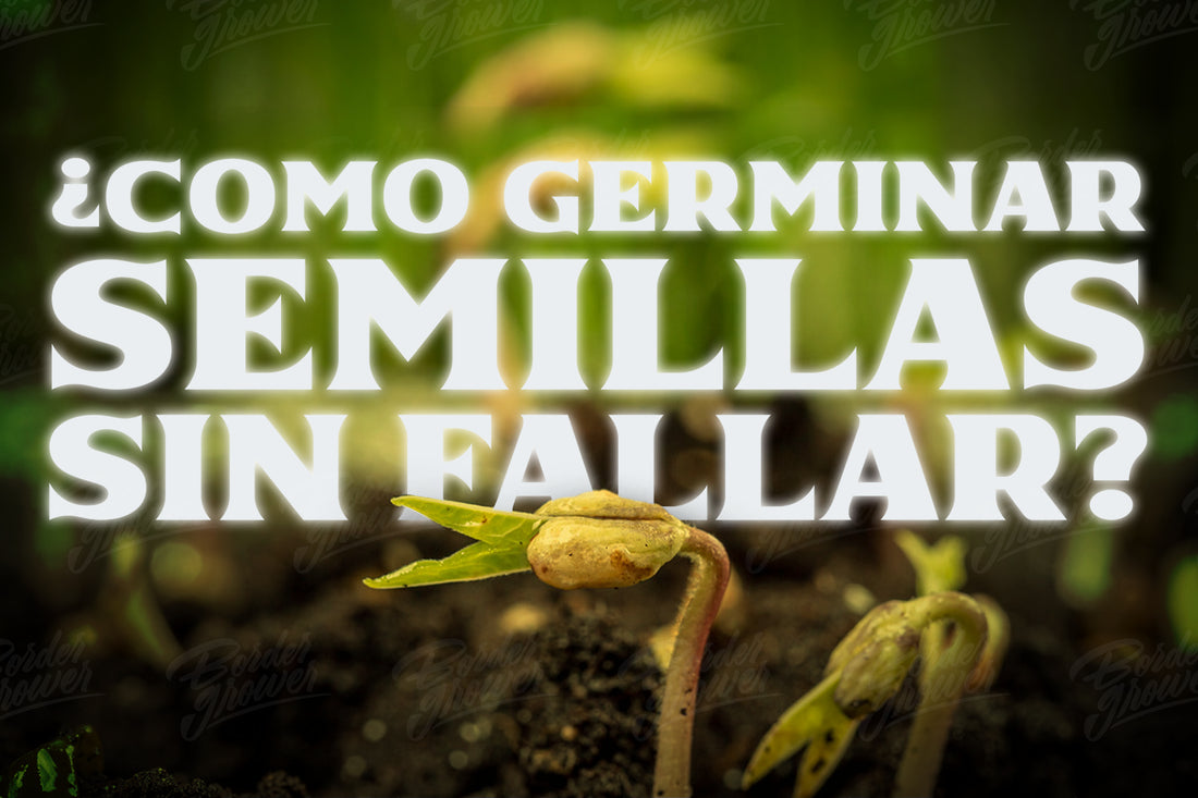 Guía rápida para germinar una semilla de cannabis sin fallar consejos para germinar semillas de hortalizas tecnica de la servilleta como germinar de manera exitosa border grower