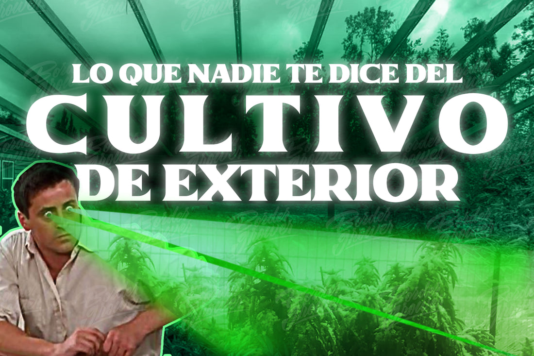 Lo bueno y lo malo del cultivo en exterior todo lo que tienes que saber para cultivar en exterior factores ambientales del cultivo de exterior plagas mas comunes en el cultivo outdoor border grower