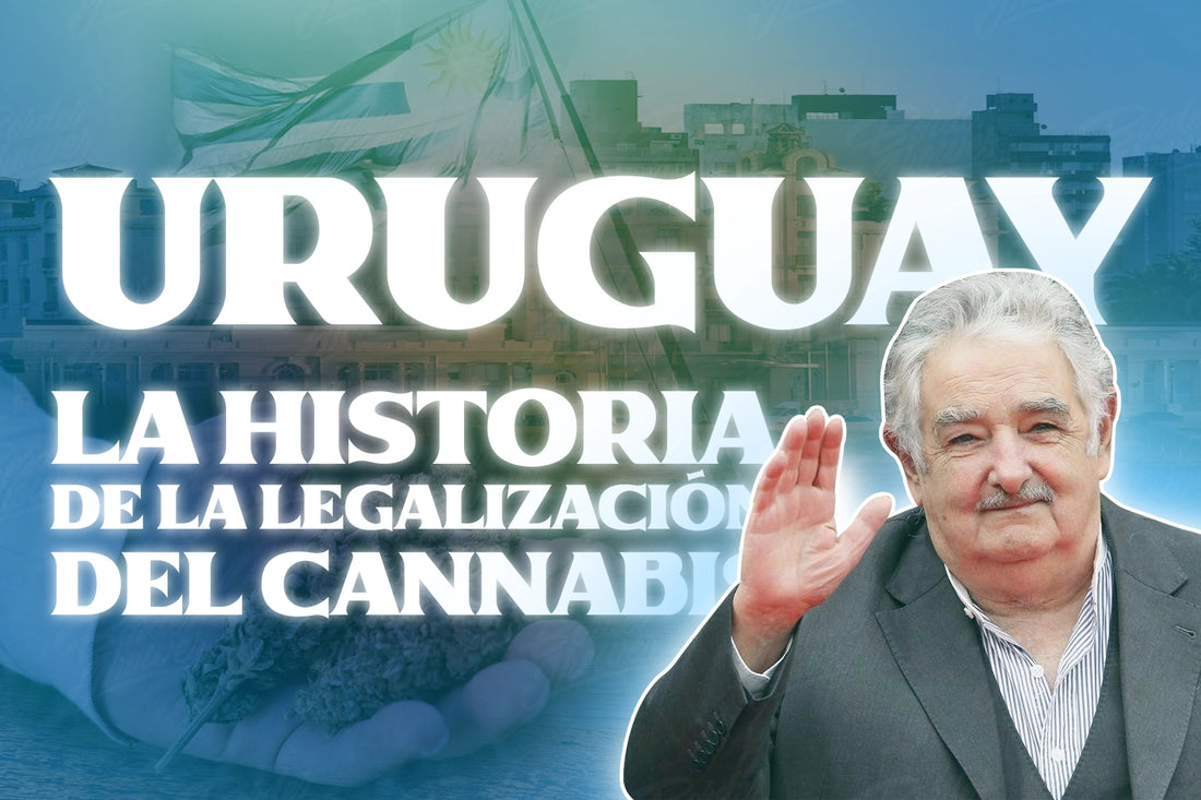 Uruguay Cannabis legislacion del cannabis en uruguay marihuana legal en uruguay historia de la legalizacion del cannabis en el mundo border grower
