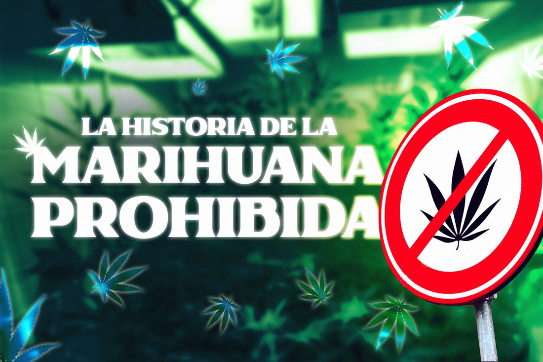la historia de la prohibicion de la marihuana las razones politicas detras de la prohibicion y la verdad sobre esta planta milenaria todo lo que tienes que saber sobre la historia moderna del cannabis border grower