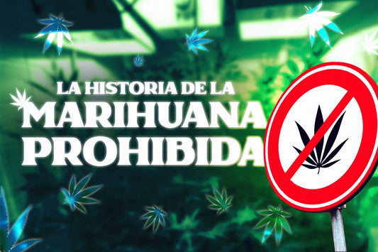 la historia de la prohibicion de la marihuana las razones politicas detras de la prohibicion y la verdad sobre esta planta milenaria todo lo que tienes que saber sobre la historia moderna del cannabis border grower