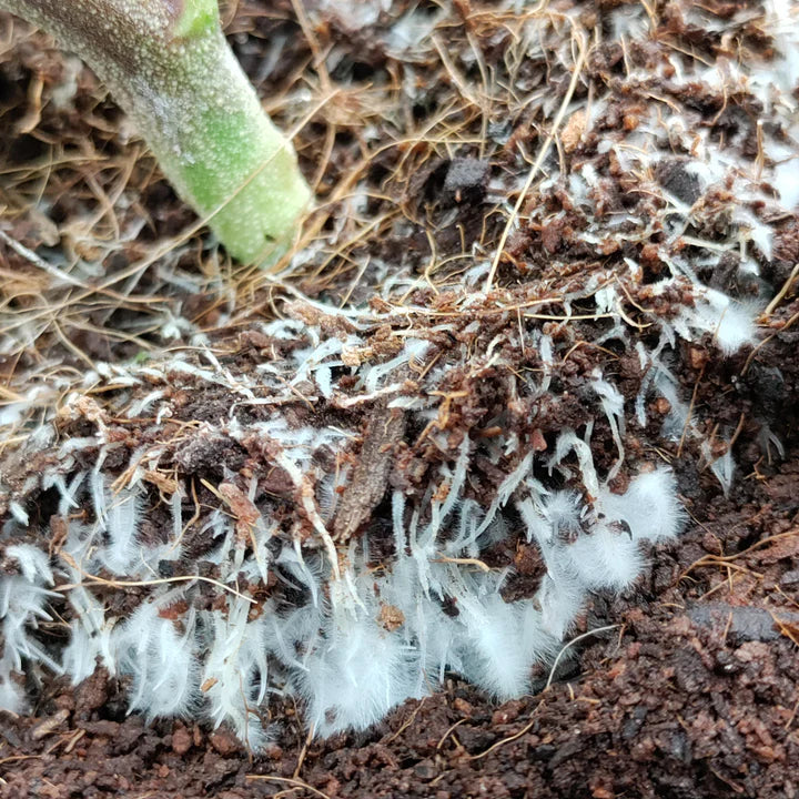 sistema raticular de una planta de cannabis sana mostrando la capilaridad de la raiz cultivo en sustrato 100 por ciento organico