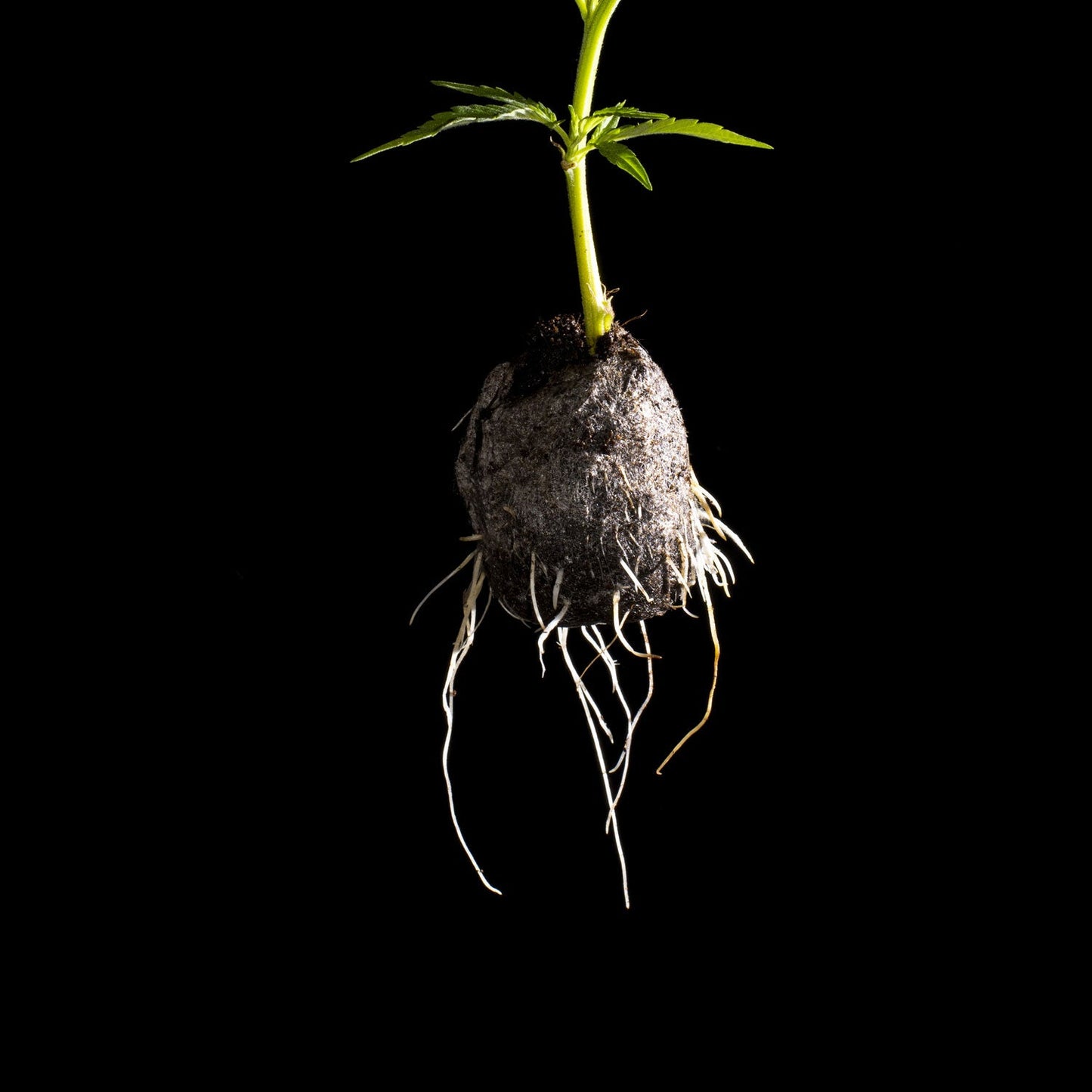Royal Roots | Xaman Organics - Cubo de Germinación y Propagación De Esquejes Plugs De Enraizamiento